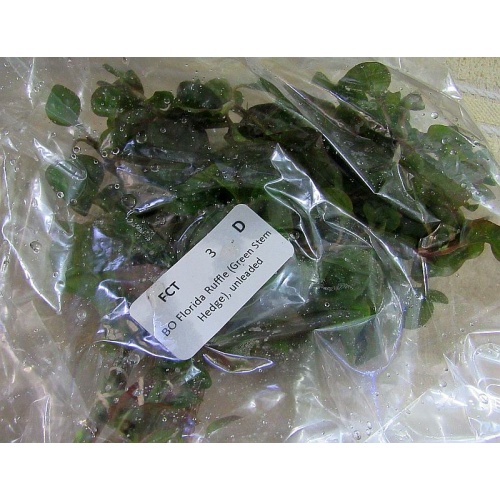 12 bunches florida ruffle, green hedge