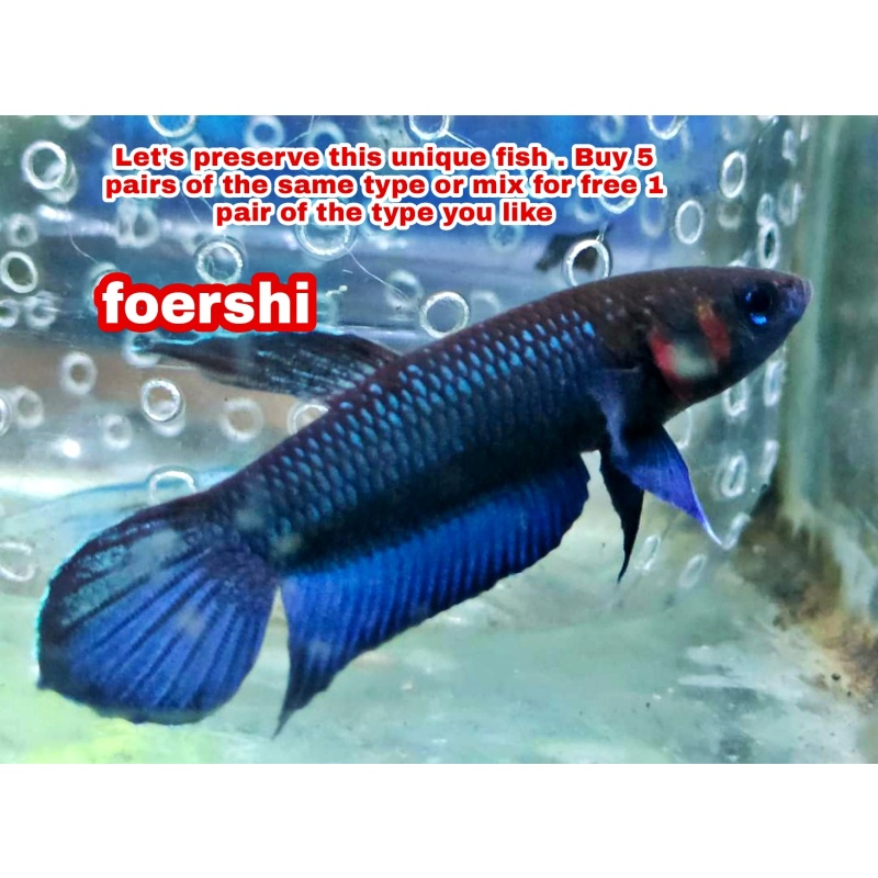 protect from extinction wild betta foershi pair