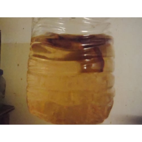 Vinegar Eels