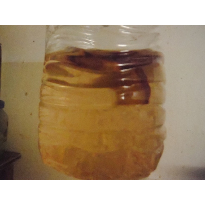Vinegar Eels