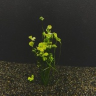 12 four leaf clover dwarf clump