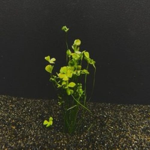 12 four leaf clover dwarf clump