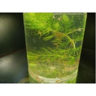 Live pack, live black worm daphnia plant bacteria starter