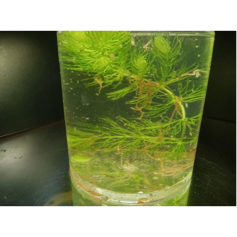 Live pack, live black worm daphnia plant bacteria starter