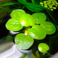 Limnobium 50+ leaves