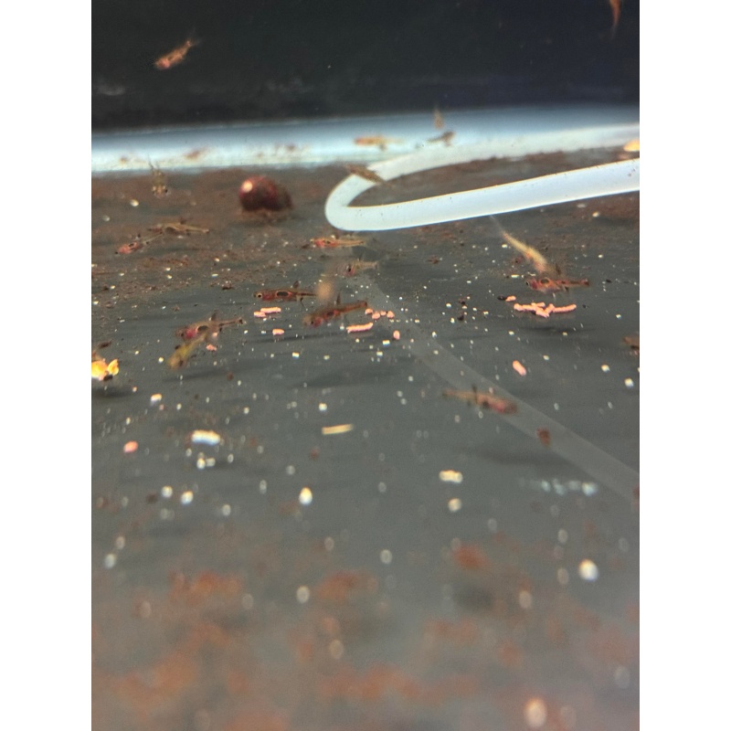 10x Phoenix Rasbora (Boaras Merah)