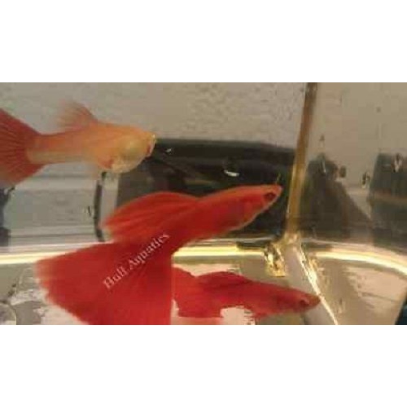 Red Albino Guppy Trio