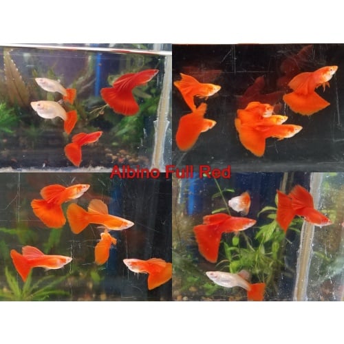 Pair Albino Full Red guppies - USA stock