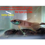 protect from extinction wild betta fusca pair