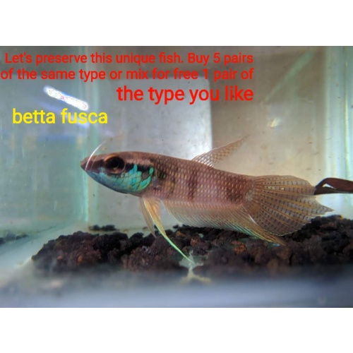 protect from extinction wild betta fusca pair