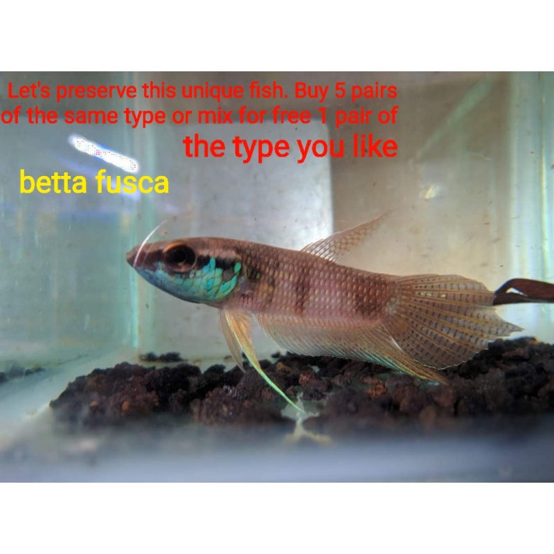 protect from extinction wild betta fusca pair