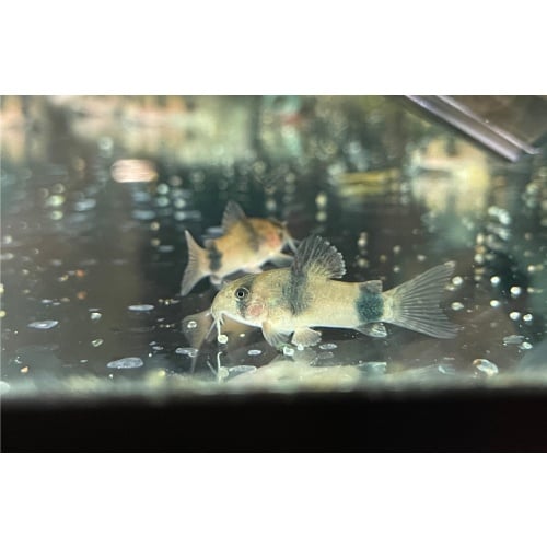 6 Weitzmani Corydoras