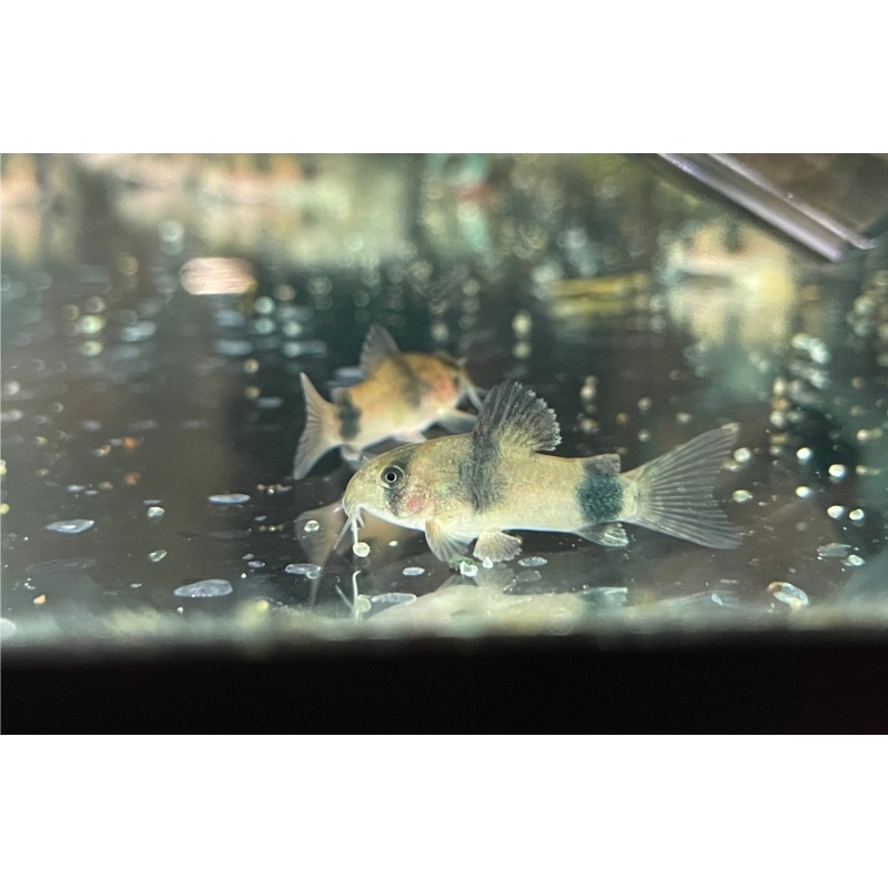 6 Weitzmani Corydoras