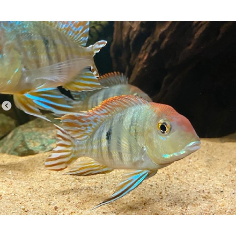 Geophagus Red Head Tapajós – Juveniles (1–1.5")
