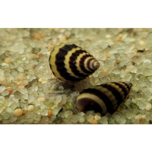 Group of 10 Assassin Snails