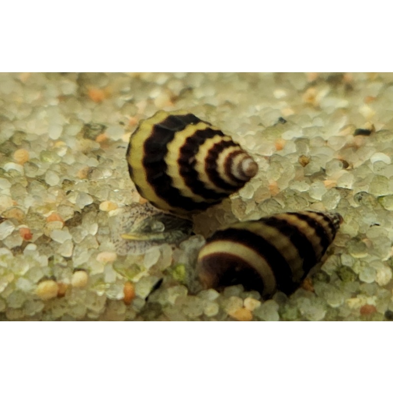 Group of 10 Assassin Snails