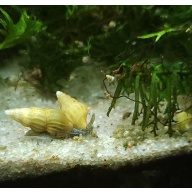 Rare Blond Assassin Snails