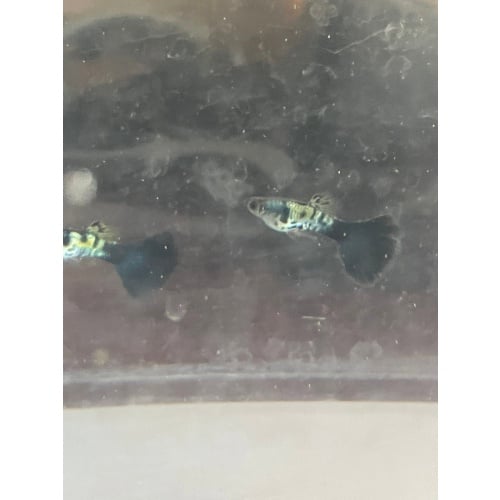 Galaxy Blue Tail- Young Trio 3 months