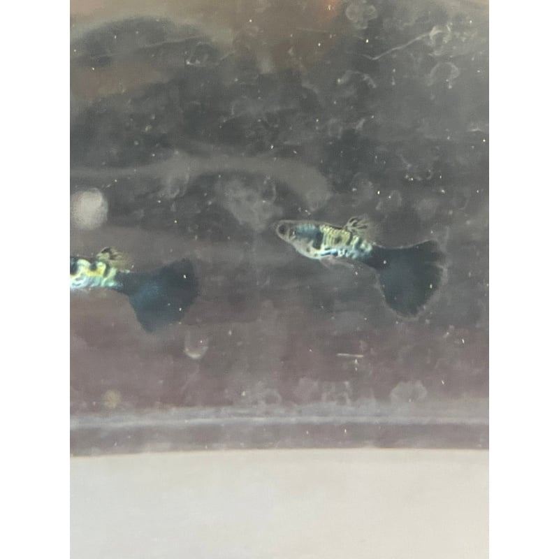 Galaxy Blue Tail- Young Trio 3 months
