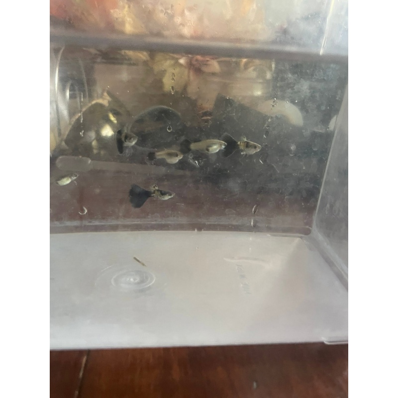 Galaxy Blue Tail- Young Trio 3 months