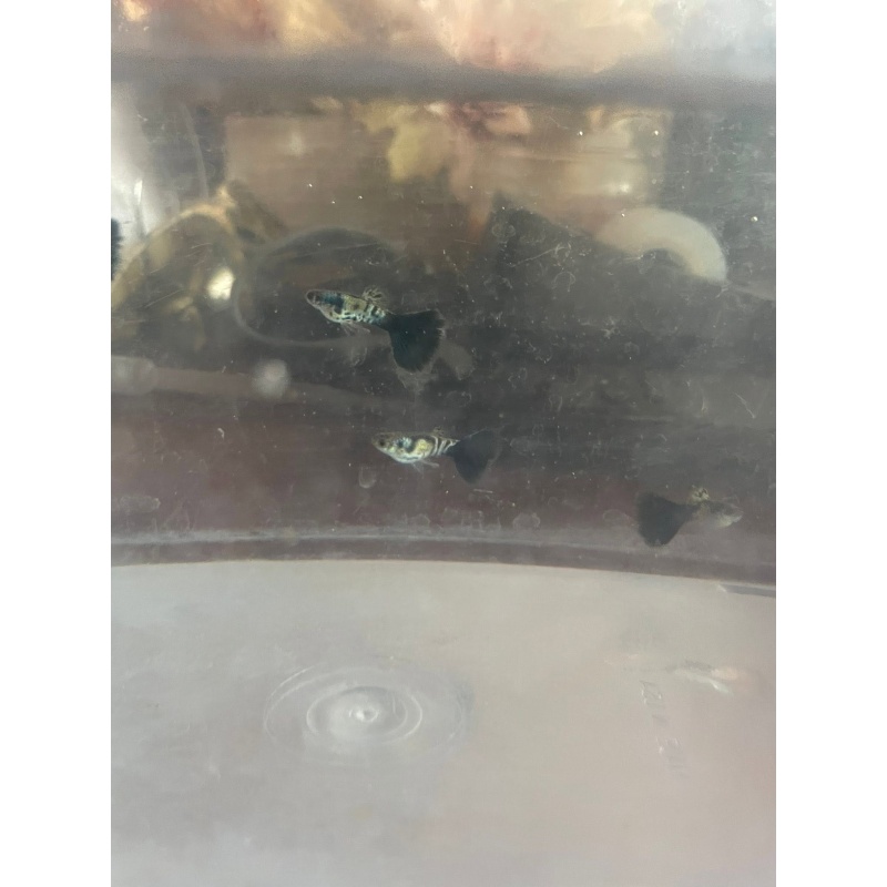 Galaxy Blue Tail- Young Trio 3 months