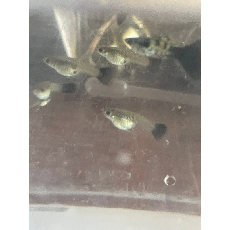 Galaxy Blue Tail- Young Trio 3 months