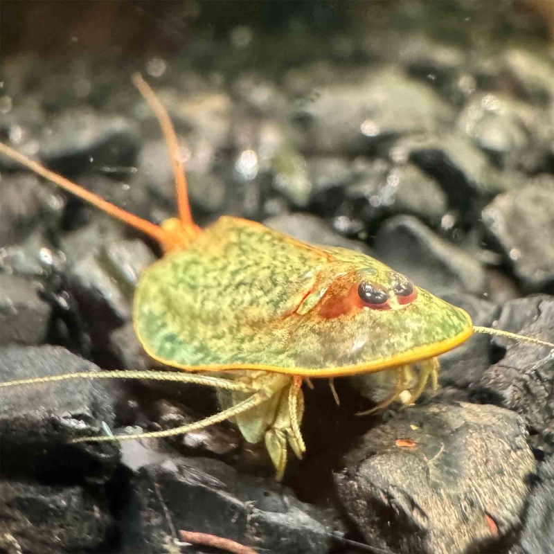 Triops Granarius Eggs