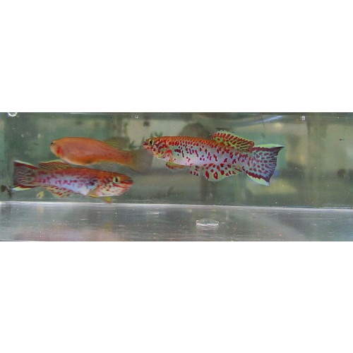 1 pair Fp  Gardneri Nsukka