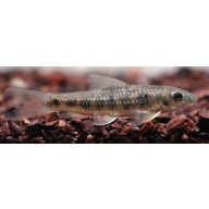 4 garra spilota