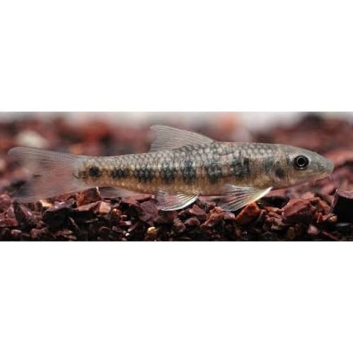 4 garra spilota