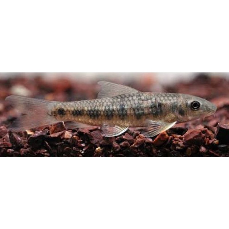4 garra spilota
