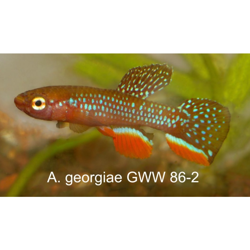 A. georgiae GWW 86-2