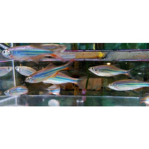 8 medium giant danios