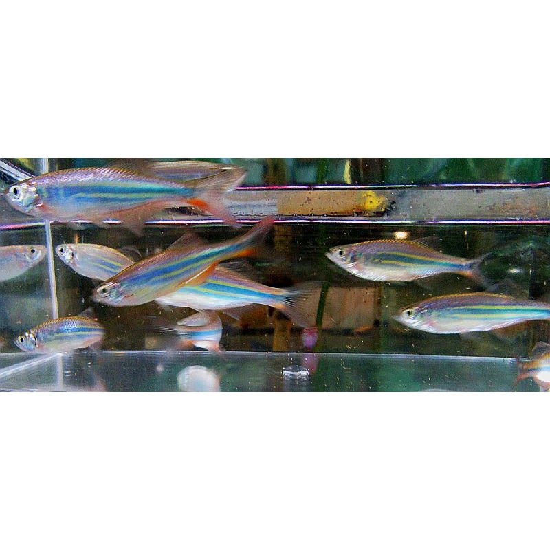 8 medium giant danios