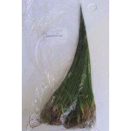 12 giant hairgrass clumps