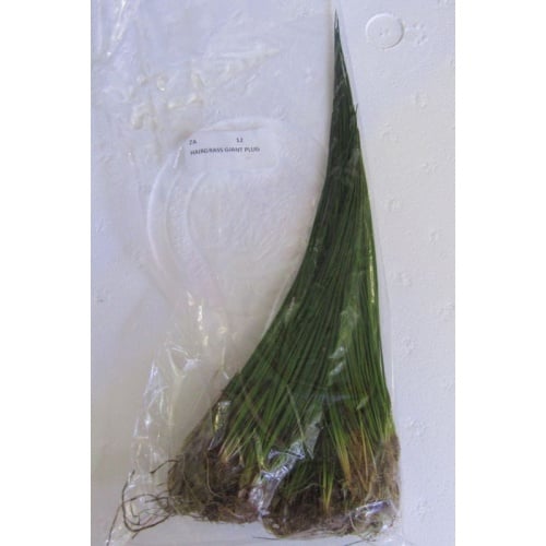 12 giant hairgrass clumps