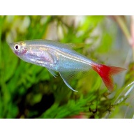 5 glass bloodfin tetras