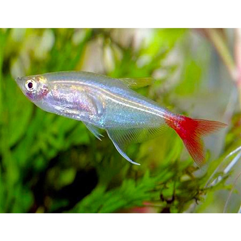 5 glass bloodfin tetras
