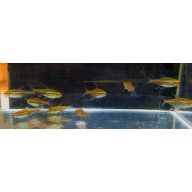 12 glow lite tetras