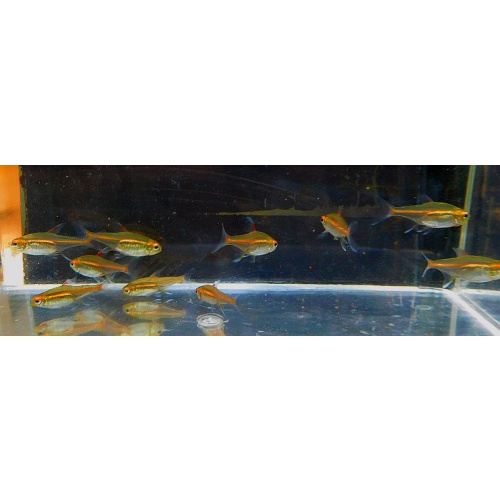 12 glow lite tetras