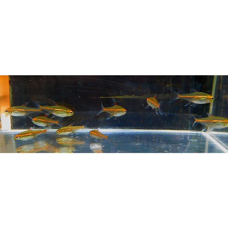 12 glow lite tetras
