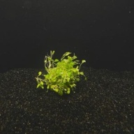 6 cups Glossostigma