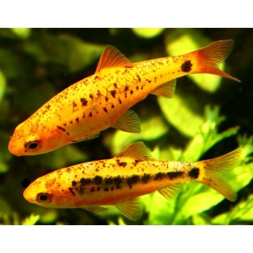 10 regular gold barbs