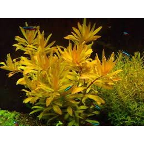 12 bunches, 36 plus stems of golden nesaea