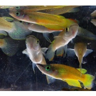 1 trio Apl Lineatus Golden Wonder