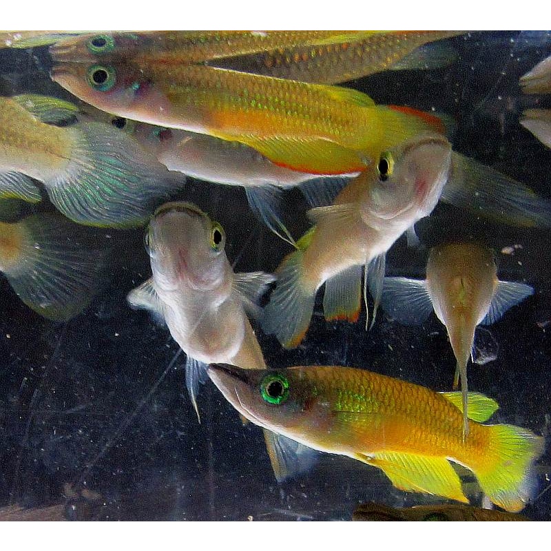 1 trio Apl Lineatus Golden Wonder