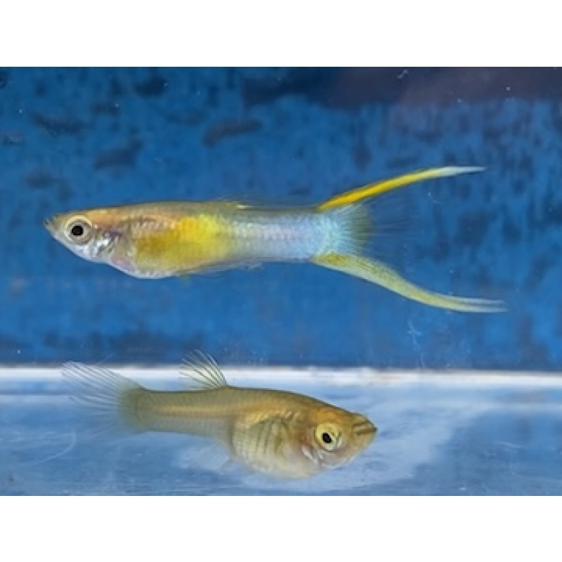 Gold body Metallic Blue Japan Lyretail Guppies