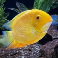 4 gold severums