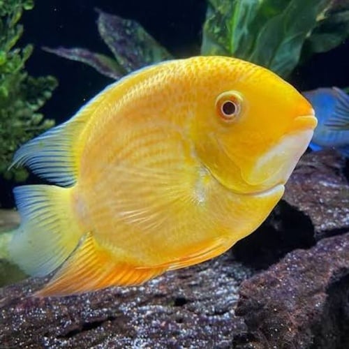 4 gold severums