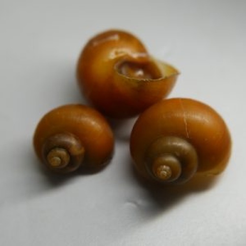 12 gold mystery snails